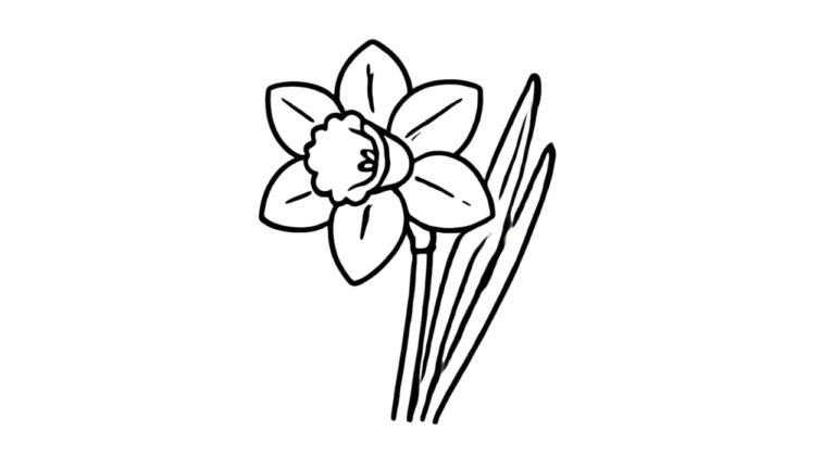 水仙の花の塗り絵イラスト