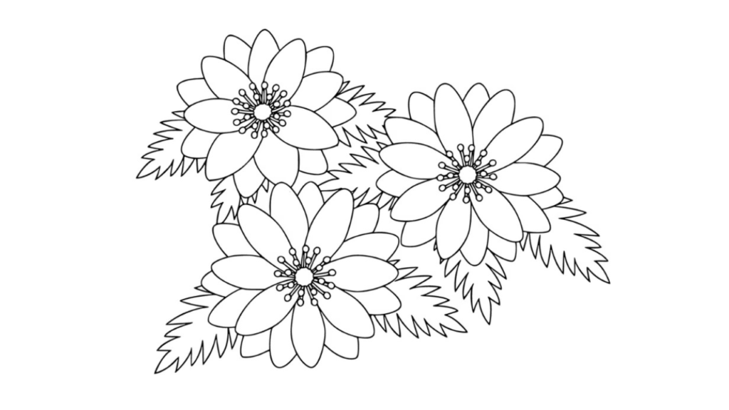 福寿草（フクジュソウ）の塗り絵