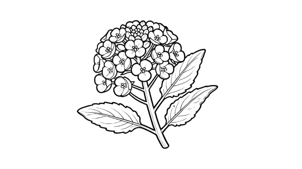 菜の花の塗り絵高齢者向け