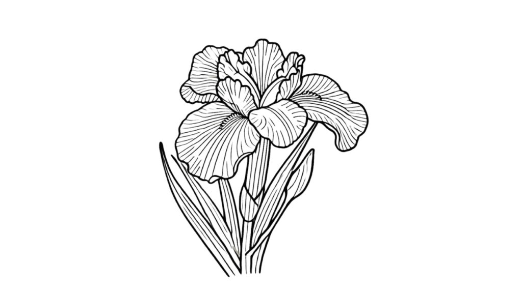 菖蒲の塗り絵