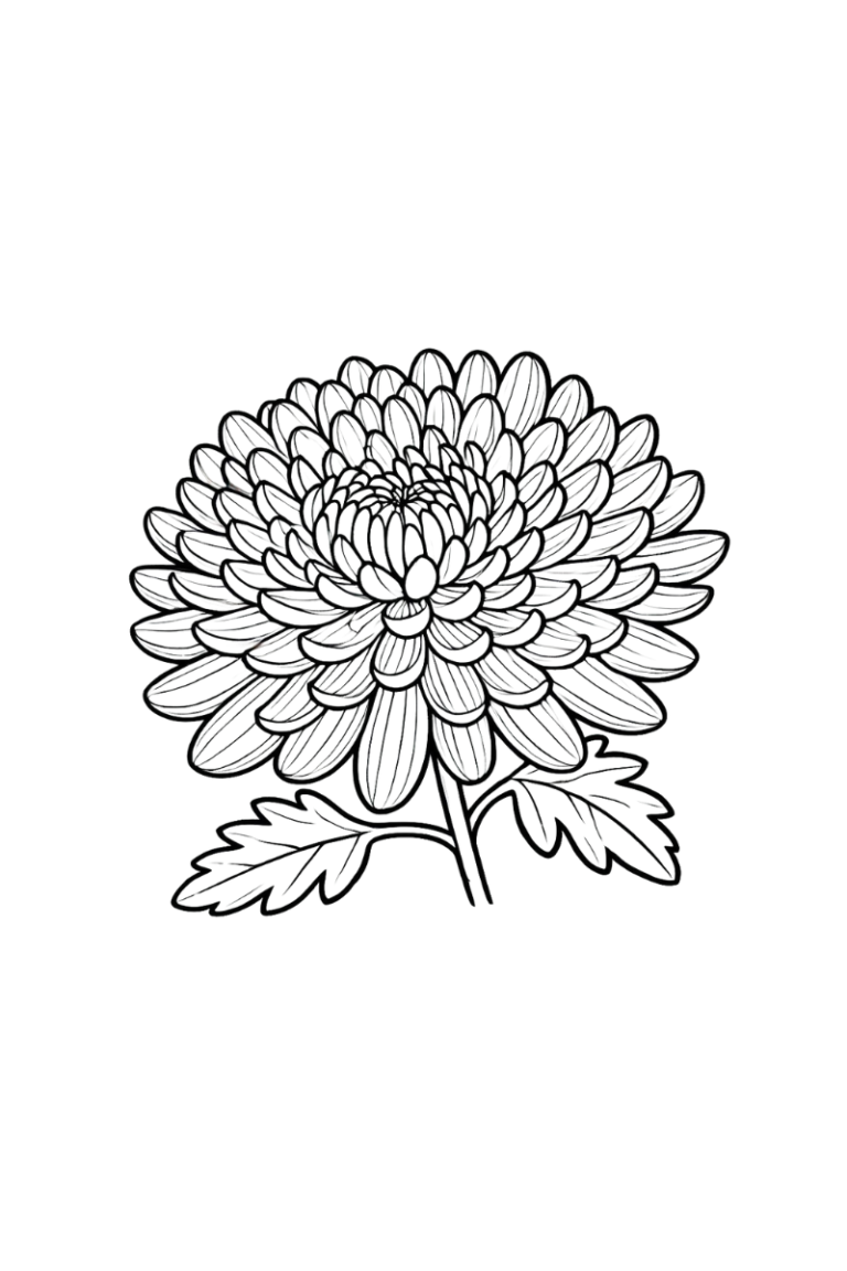 菊の花の塗り絵イラスト