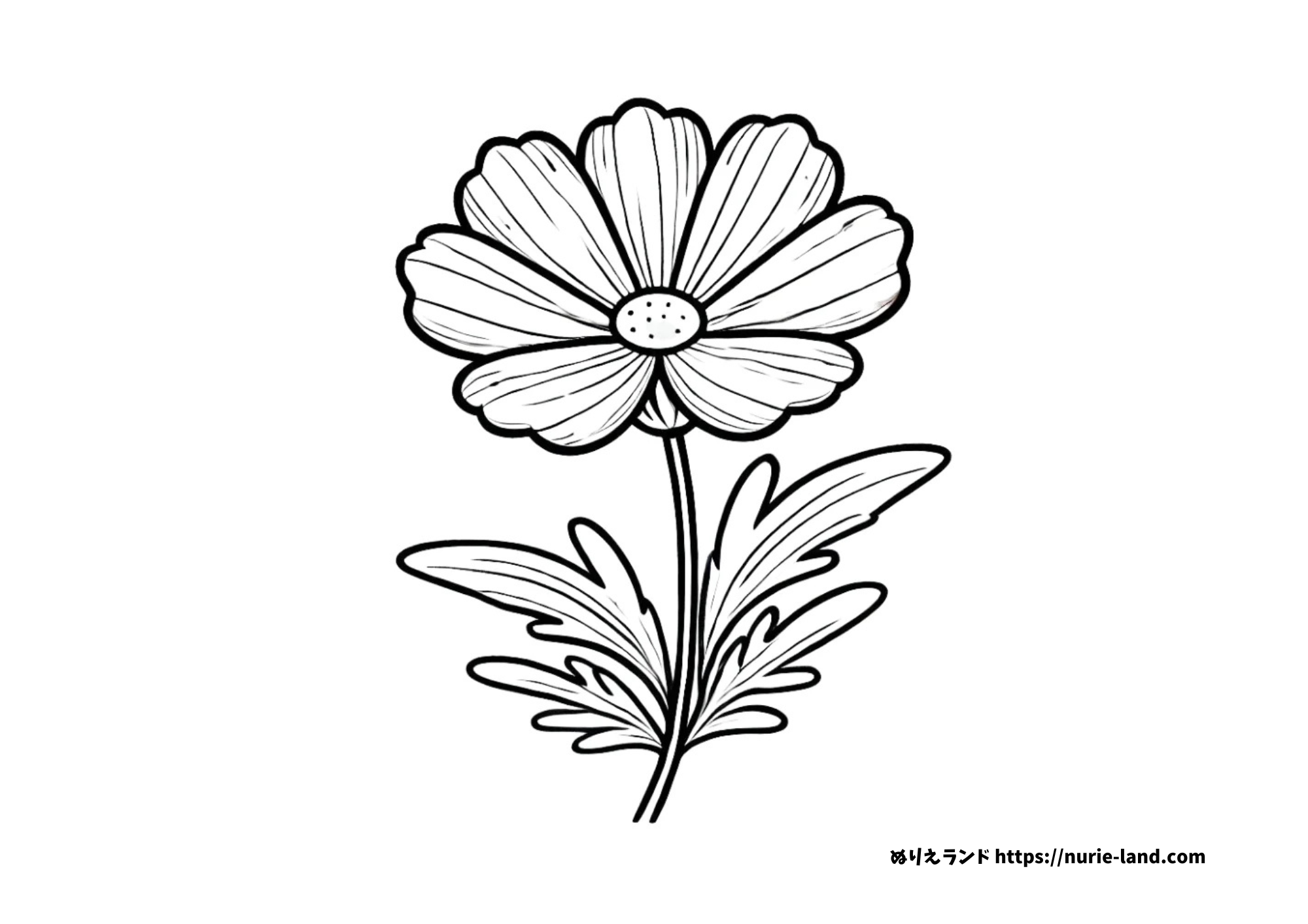 コスモスの塗り絵 簡単な高齢者用 プリントしてダウンロードできます