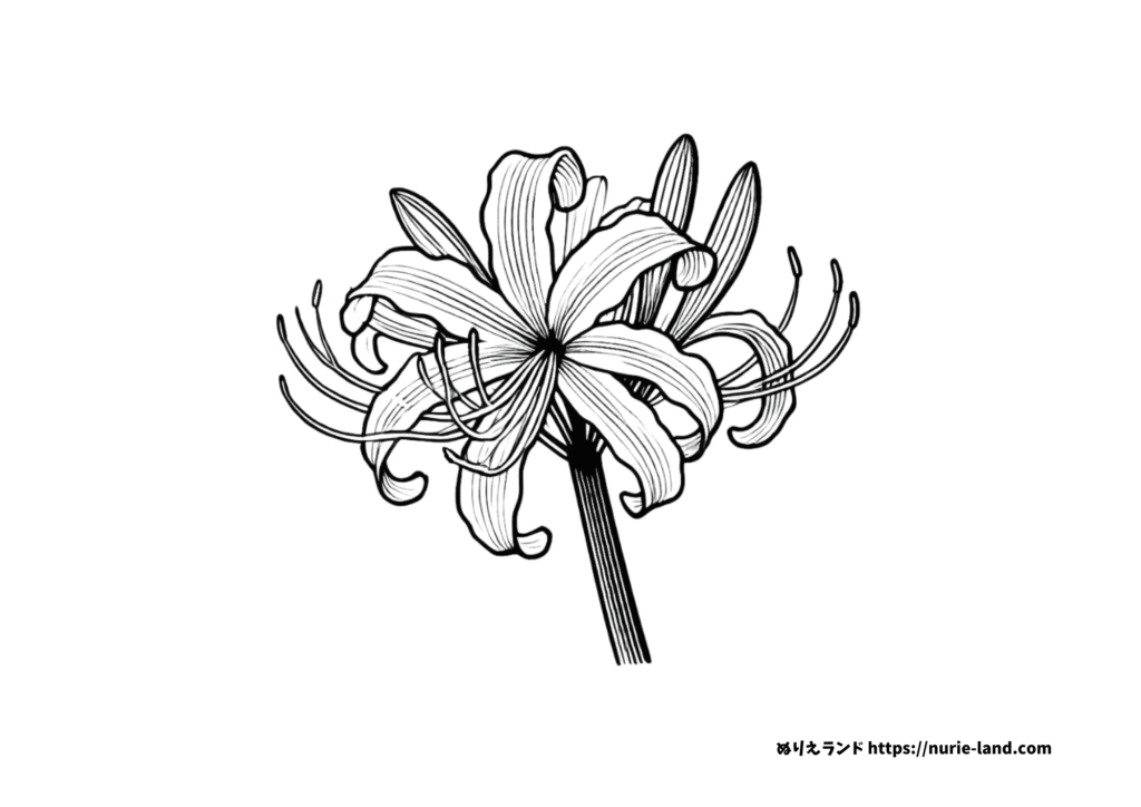 彼岸花の塗り絵 簡単な高齢者用 プリントしてダウンロードできます