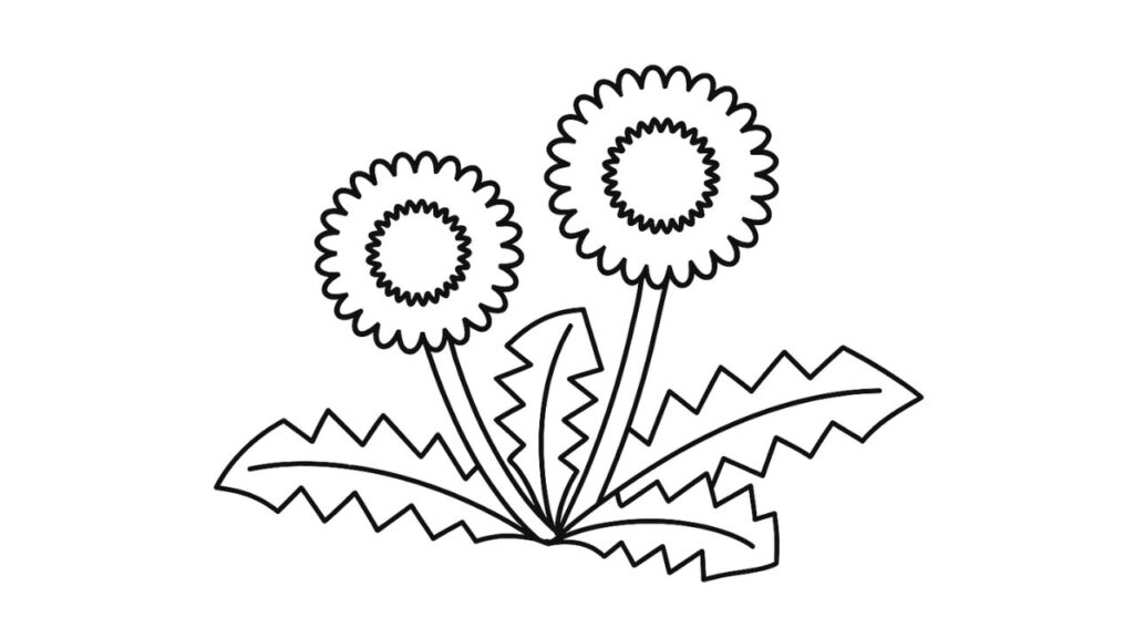 春に楽しむタンポポ（蒲公英）のやさしい塗り絵｜高齢者 簡単