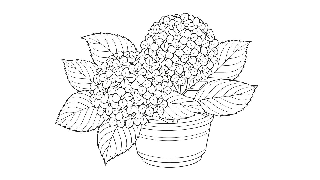 高齢者向けぬりえ|静かな庭に咲くアジサイ【無料・懐かしい塗り絵】