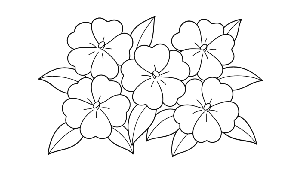 高齢者向けぬりえ｜インパチェンスの花を楽しく彩ろう【無料ダウンロード】