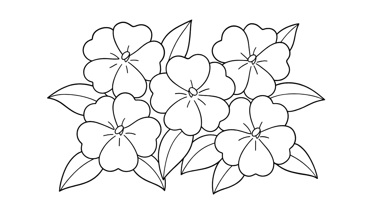 高齢者向けぬりえ｜インパチェンスの花を楽しく彩ろう【無料ダウンロード】