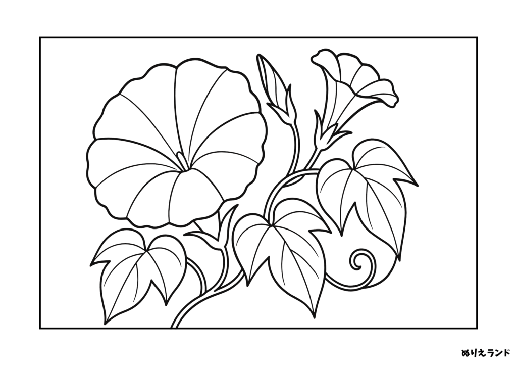 高齢者向け塗り絵｜大きく描かれたアサガオの花を塗ろう