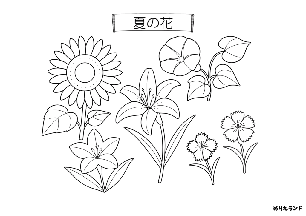 夏の花 塗り絵 高齢者向け｜簡単で無料ダウンロードできる素材