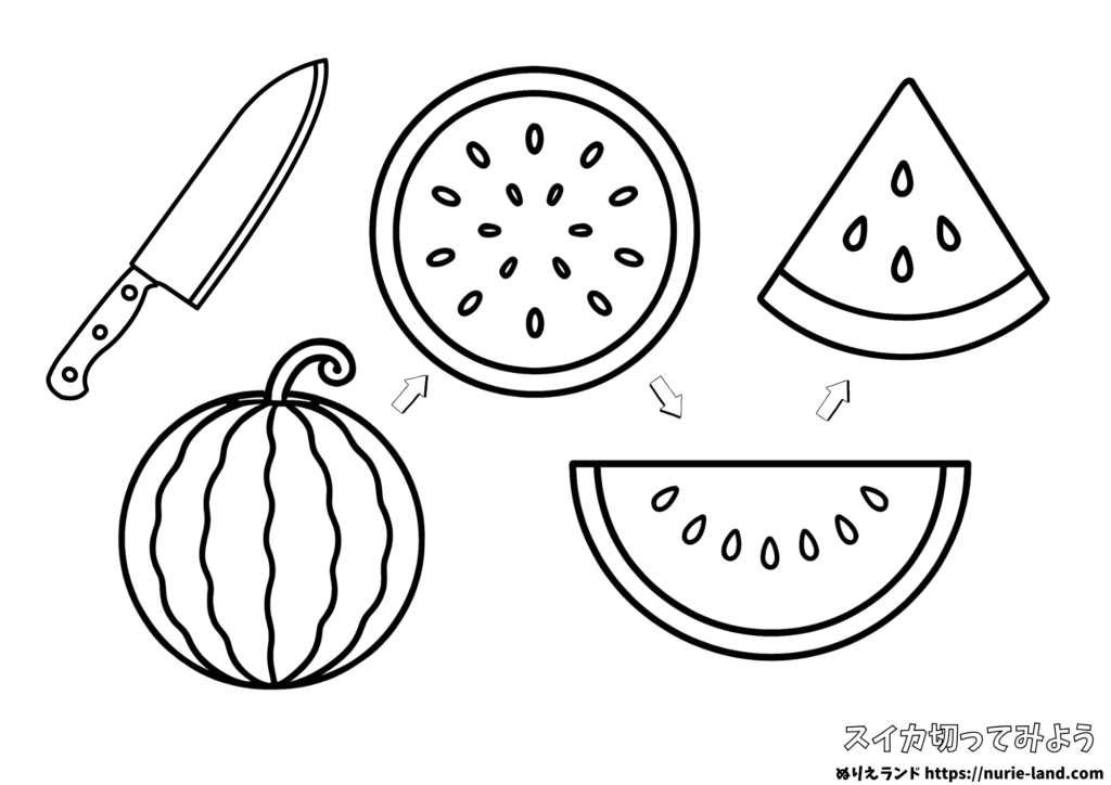 スイカの塗り絵｜切ってわかるスイカのしくみ｜子供向け無料ダウンロード
