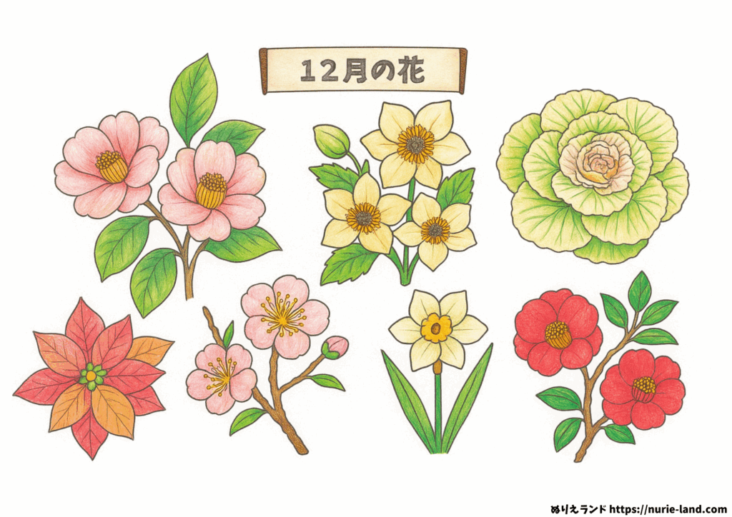12月の花の塗り絵｜冬にぴったり高齢者向け無料ダウンロード素材