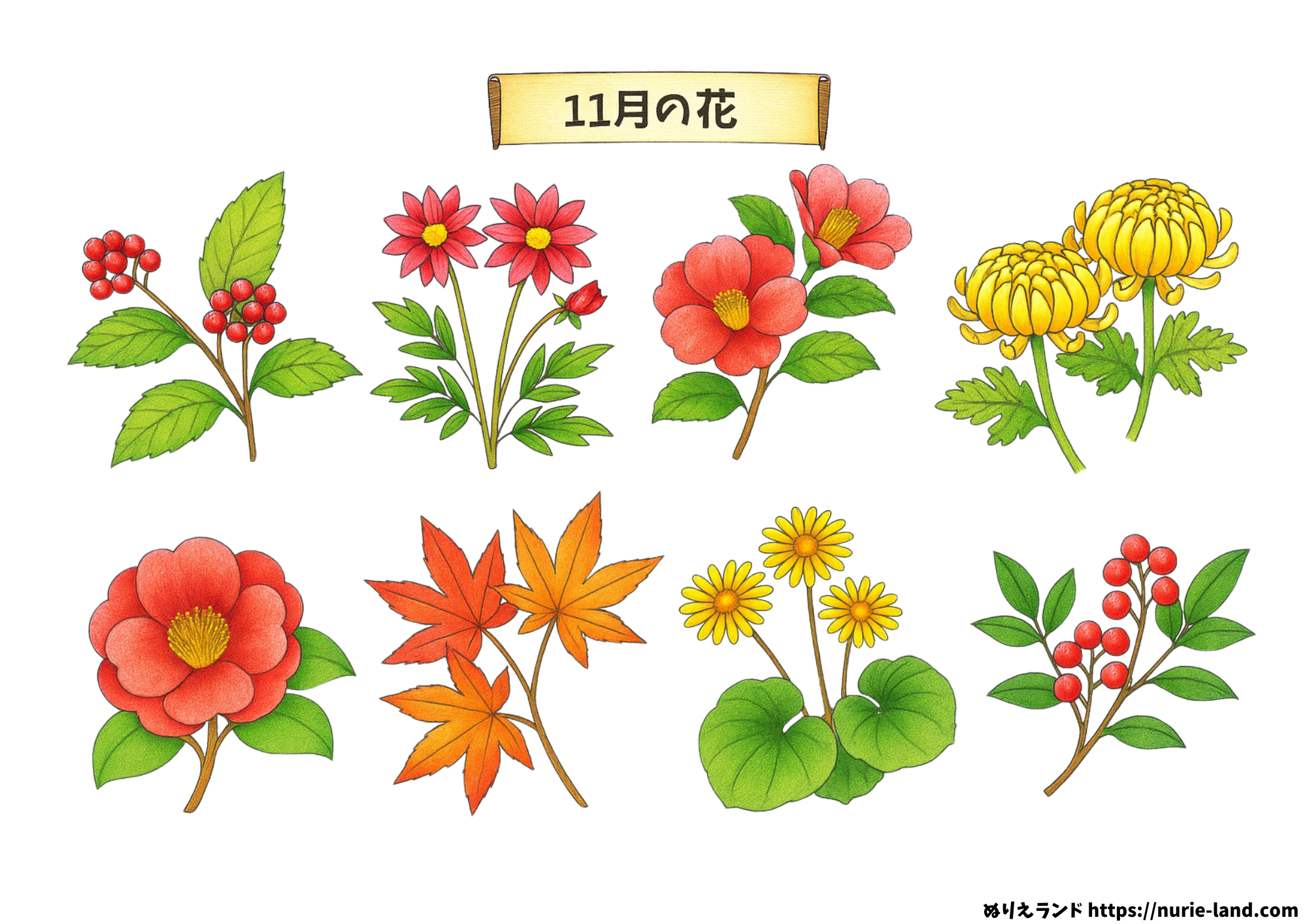 11月の花 塗り絵(高齢者向け)|秋を感じる素材を無料ダウンロード