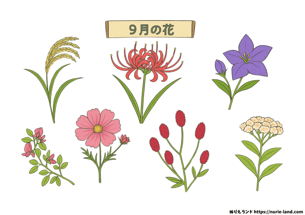 9月の花 塗り絵（高齢者向け）｜無料ダウンロードできる秋の花セット
