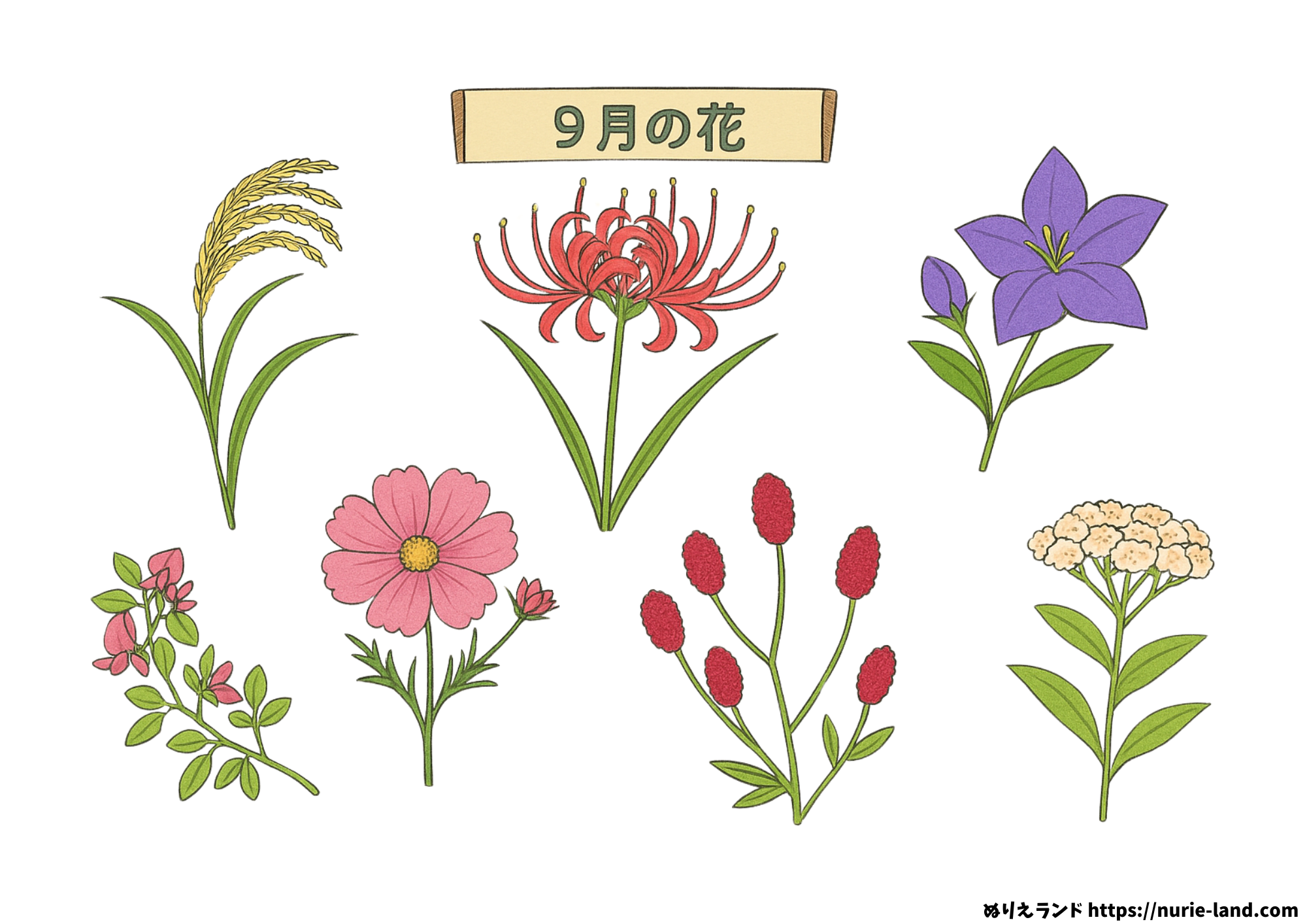 9月の花 塗り絵（高齢者向け）｜無料ダウンロードできる秋の花セット