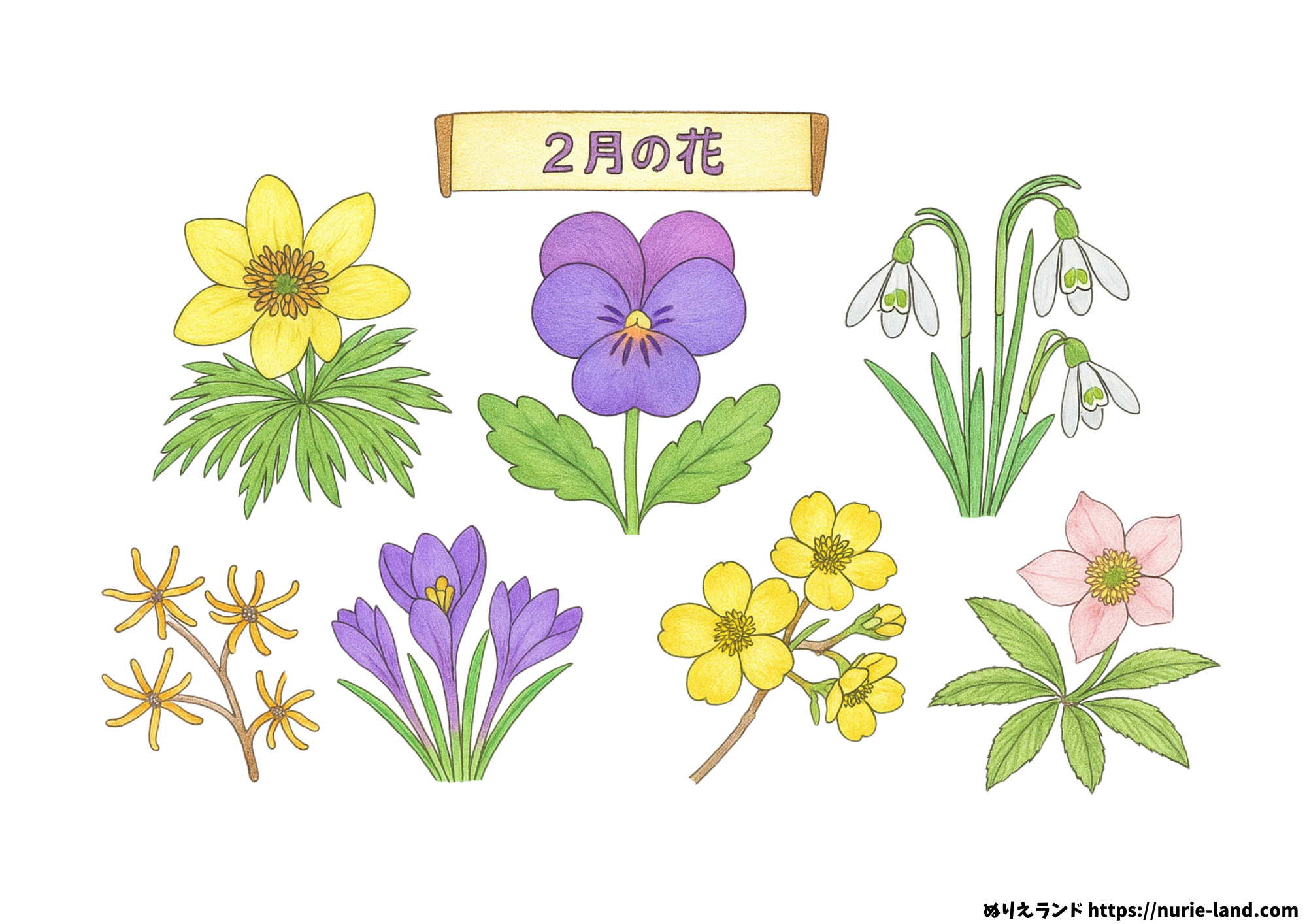 2月の花 塗り絵|高齢者向け冬の無料プリント素材【ダウンロードOK】