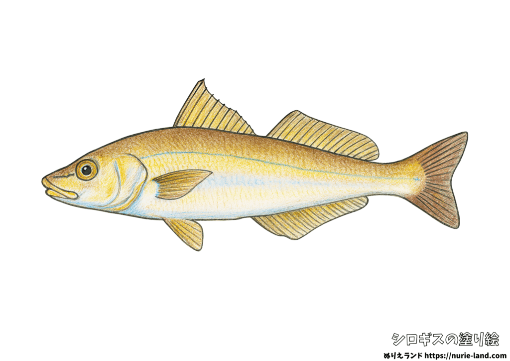 シロギスの塗り絵｜初夏の白身魚を丁寧に彩ろう｜高齢者向け無料ダウンロード