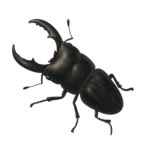 リアルなオオクワガタの塗り絵