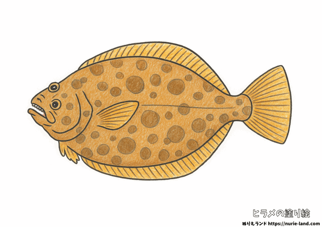 ヒラメの塗り絵｜リアルな姿を丁寧に彩ろう｜高齢者向け見本付き無料ダウンロード