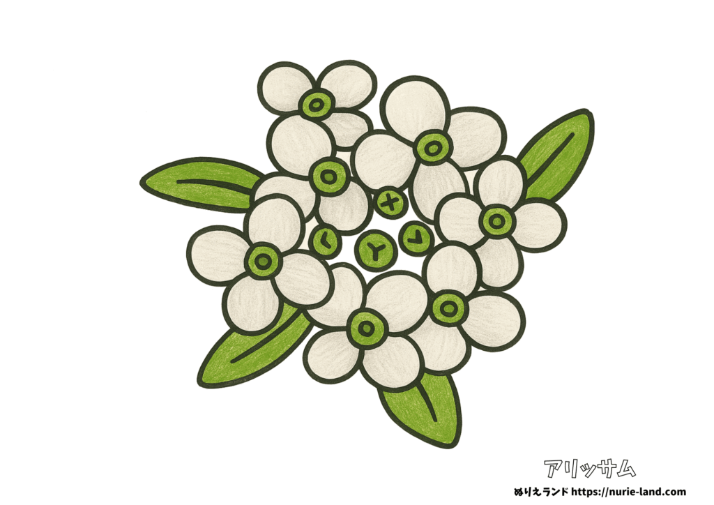 スイートアリッサムの塗り絵｜秋の小花をやさしく彩ろう｜高齢者向け見本付き無料ダウンロード