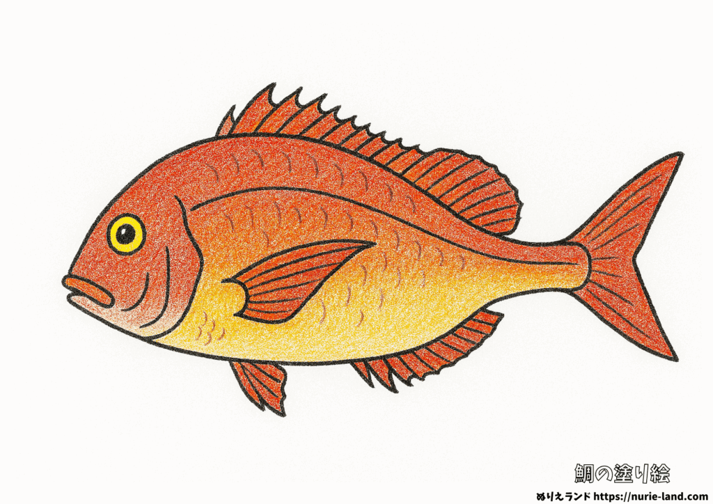 鯛の塗り絵｜縁起の良い魚をリアルに彩ろう