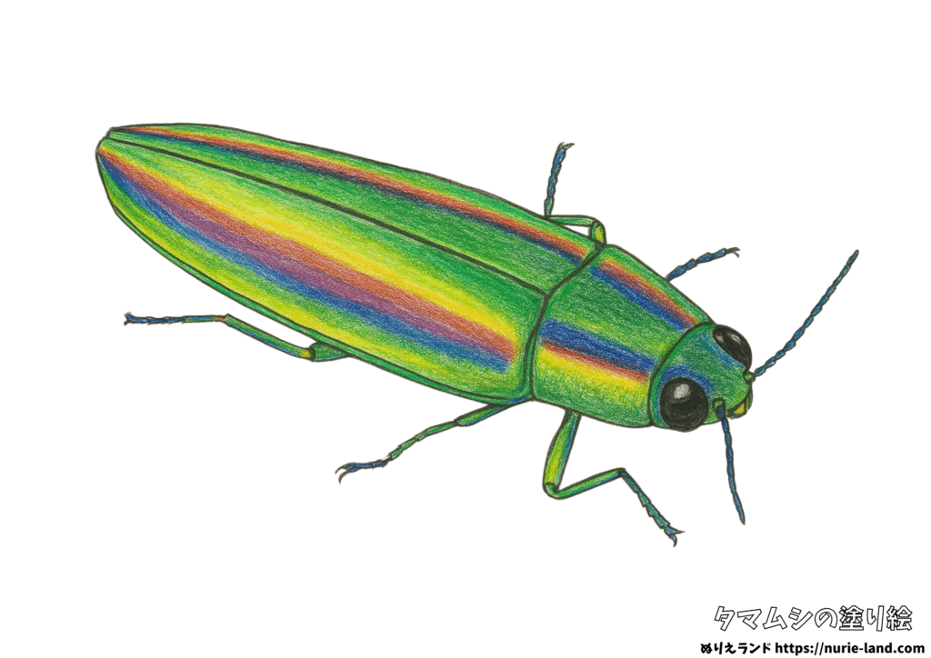 夏の昆虫ぬりえ｜タマムシをリアルに描こう｜簡単見本付き無料ダウンロード