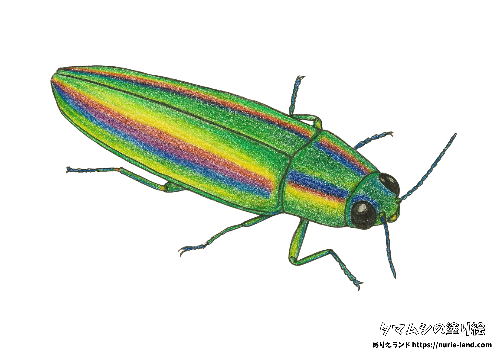 夏の昆虫ぬりえ｜タマムシをリアルに描こう｜簡単見本付き無料ダウンロード