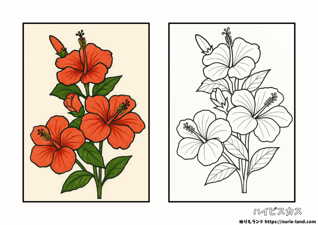 ハイビスカスの塗り絵（見本付き）｜8月の花を楽しく彩る｜高齢者向け無料ダウンロード