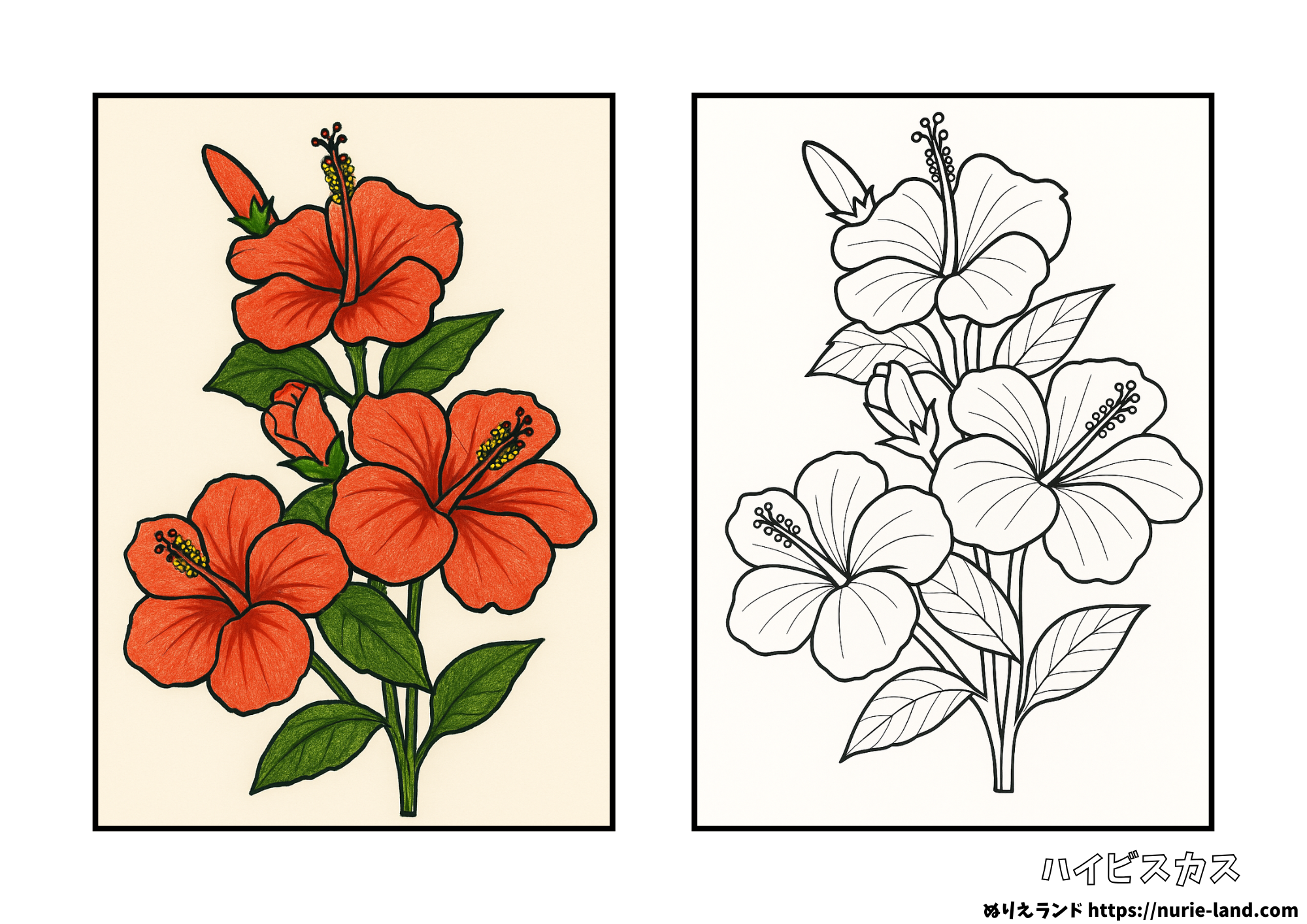 ハイビスカスの塗り絵(見本付き)|8月の花を楽しく彩る|高齢者向け無料ダウンロード