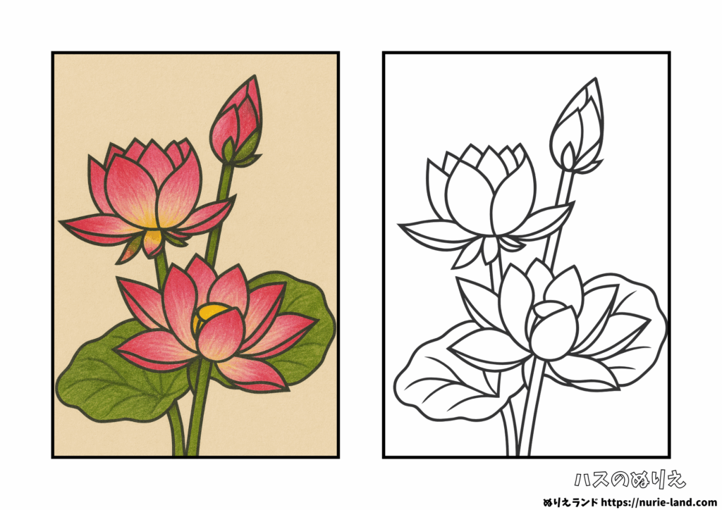 8月の塗り絵｜大きな葉と咲くハスを塗ろう｜高齢者向け無料ダウンロード