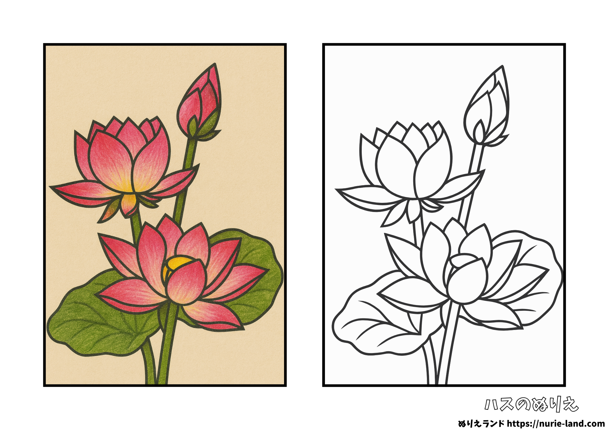 8月の塗り絵｜大きな葉と咲くハスを塗ろう｜高齢者向け無料ダウンロード