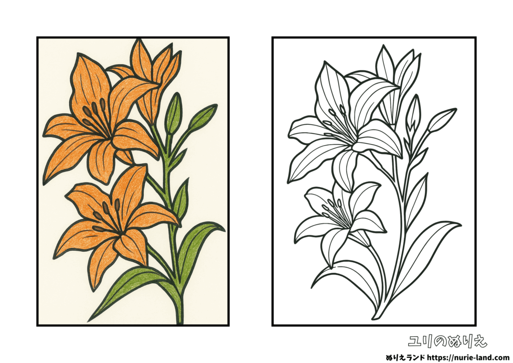 8月の塗り絵｜華やかなユリを落ち着いて塗ろう｜高齢者向け無料配布見本付き