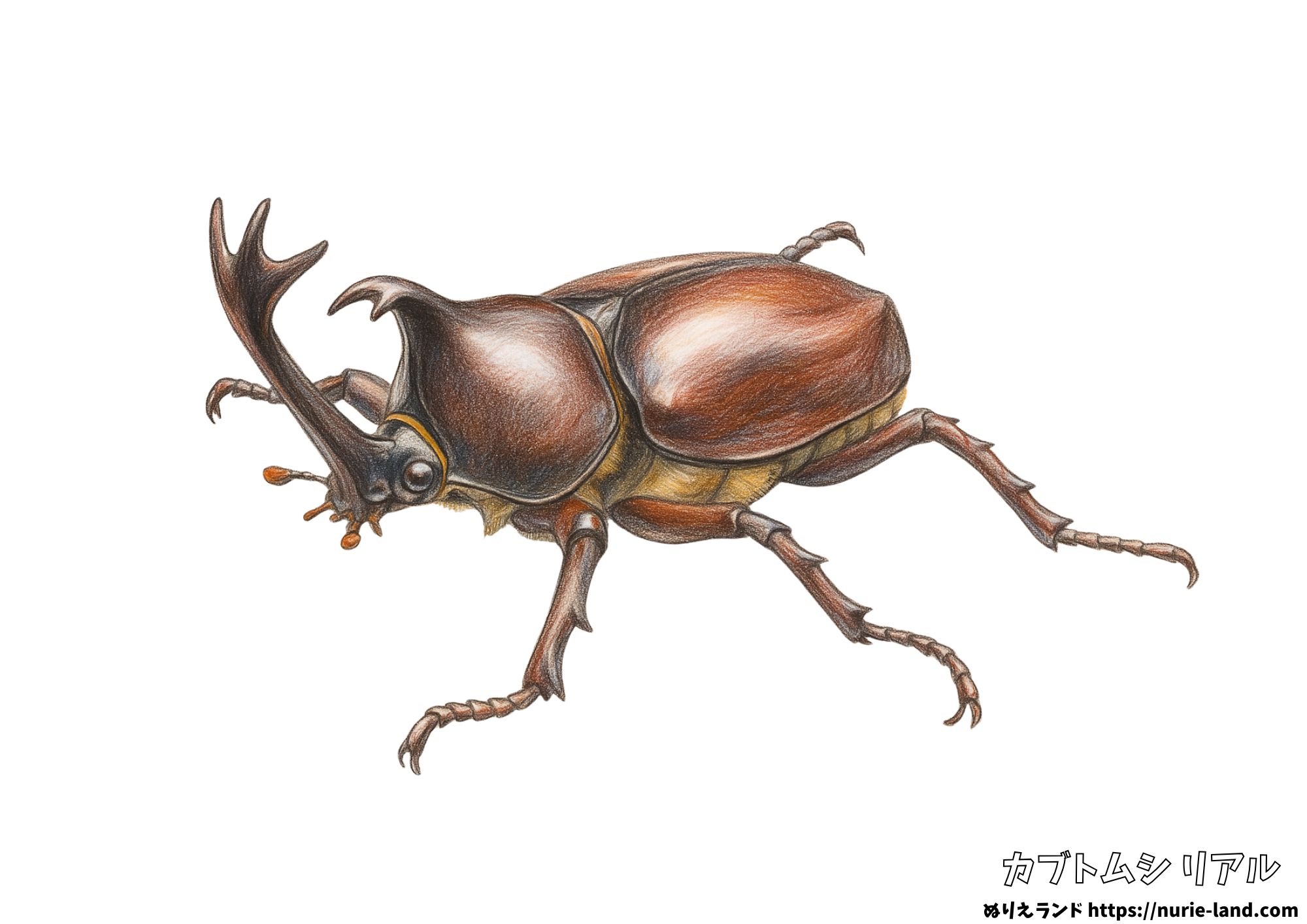 カブトムシの塗り絵|リアルな昆虫を学べる|無料ダウンロード&見本付き