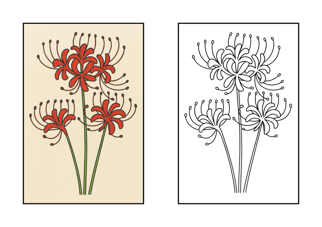色鉛筆で塗られた彼岸花3輪のぬりえ見本。太線で描かれた秋の花の高齢者向け無料塗り絵素材。9月におすすめのレクリエーション。