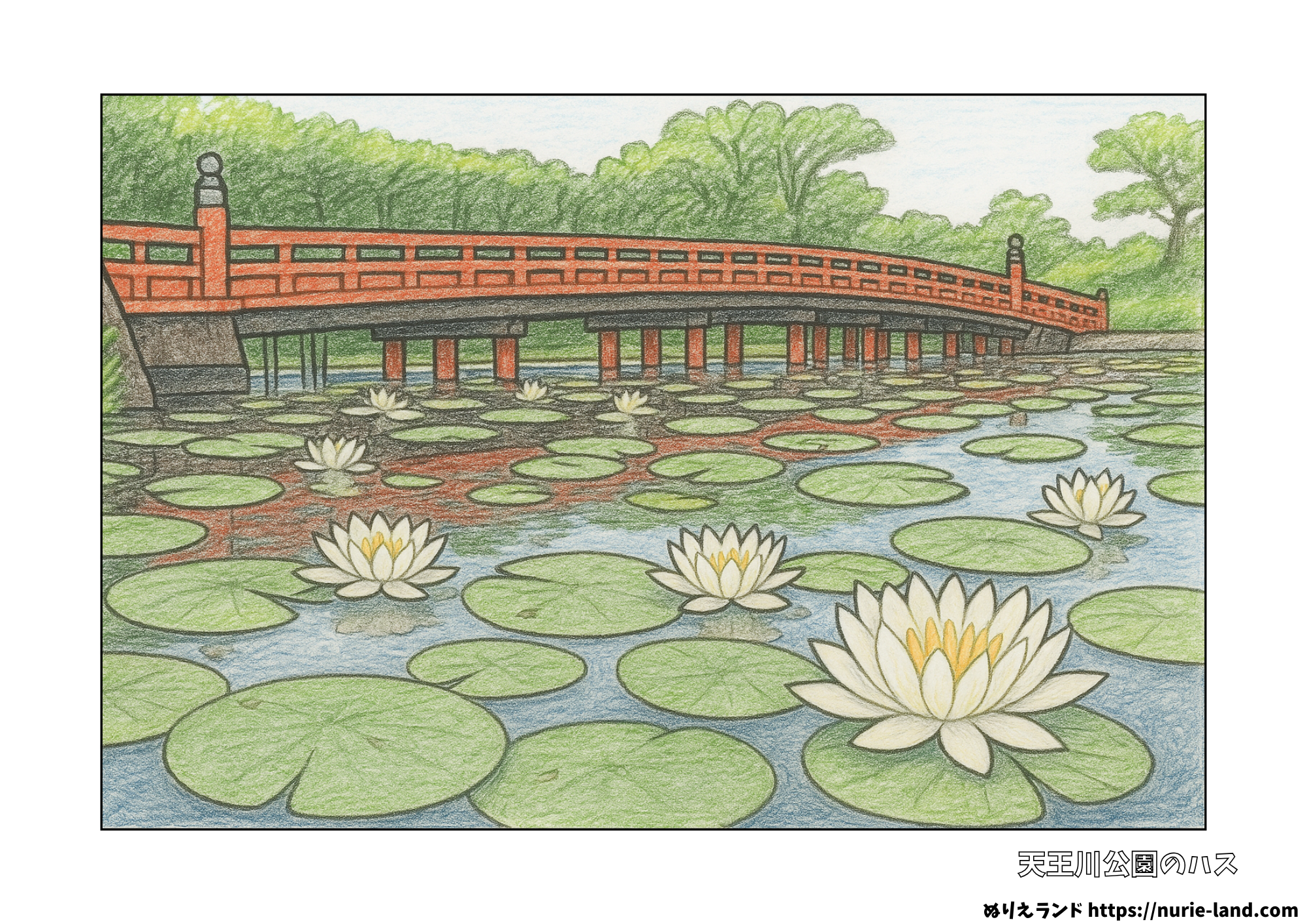 8月の無料ぬりえ|高齢者向け|天王川公園の蓮と赤い橋の風景