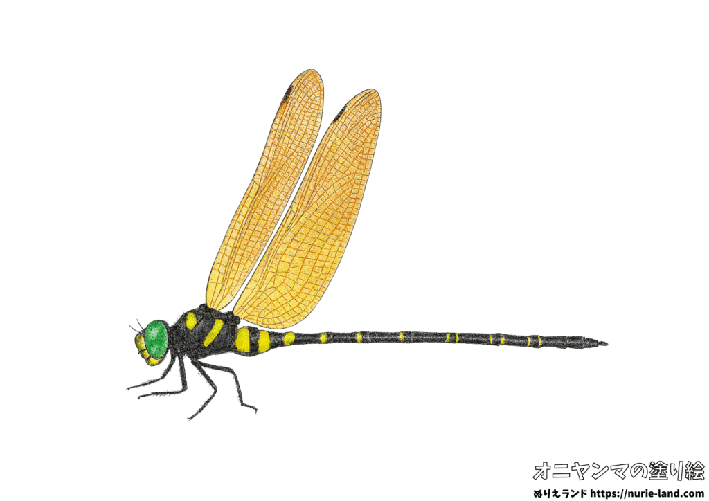 リアルで精密なオニヤンマの塗り絵を無料配布。色鉛筆見本付きで昆虫好きの子供や高齢者にも人気！学習・観察・脳トレに最適。