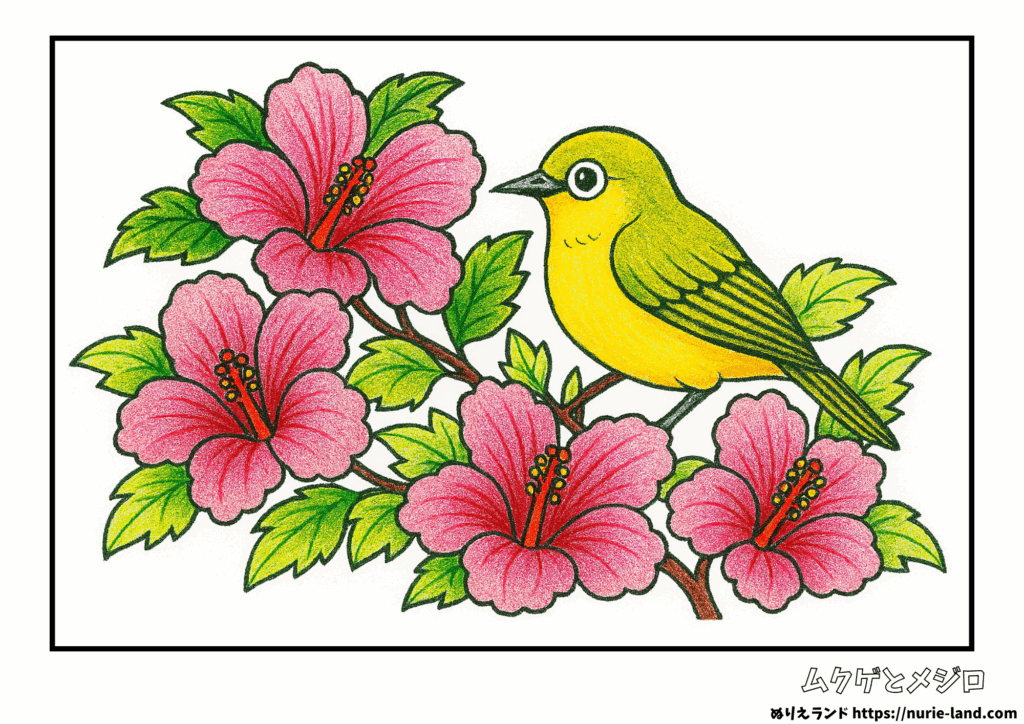 メジロとムクゲの塗り絵｜8月の花と小鳥を鮮やかに彩ろう｜高齢者向け無料ダウンロード