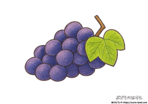 ぶどうの塗り絵｜簡単見本付きで子供から高齢者まで｜秋の無料ダウンロード