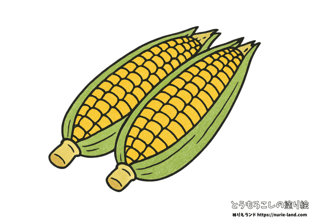 とうもろこし 塗り絵｜夏野菜を簡単に塗ろう｜7月・8月の高齢者向け見本付きぬりえ