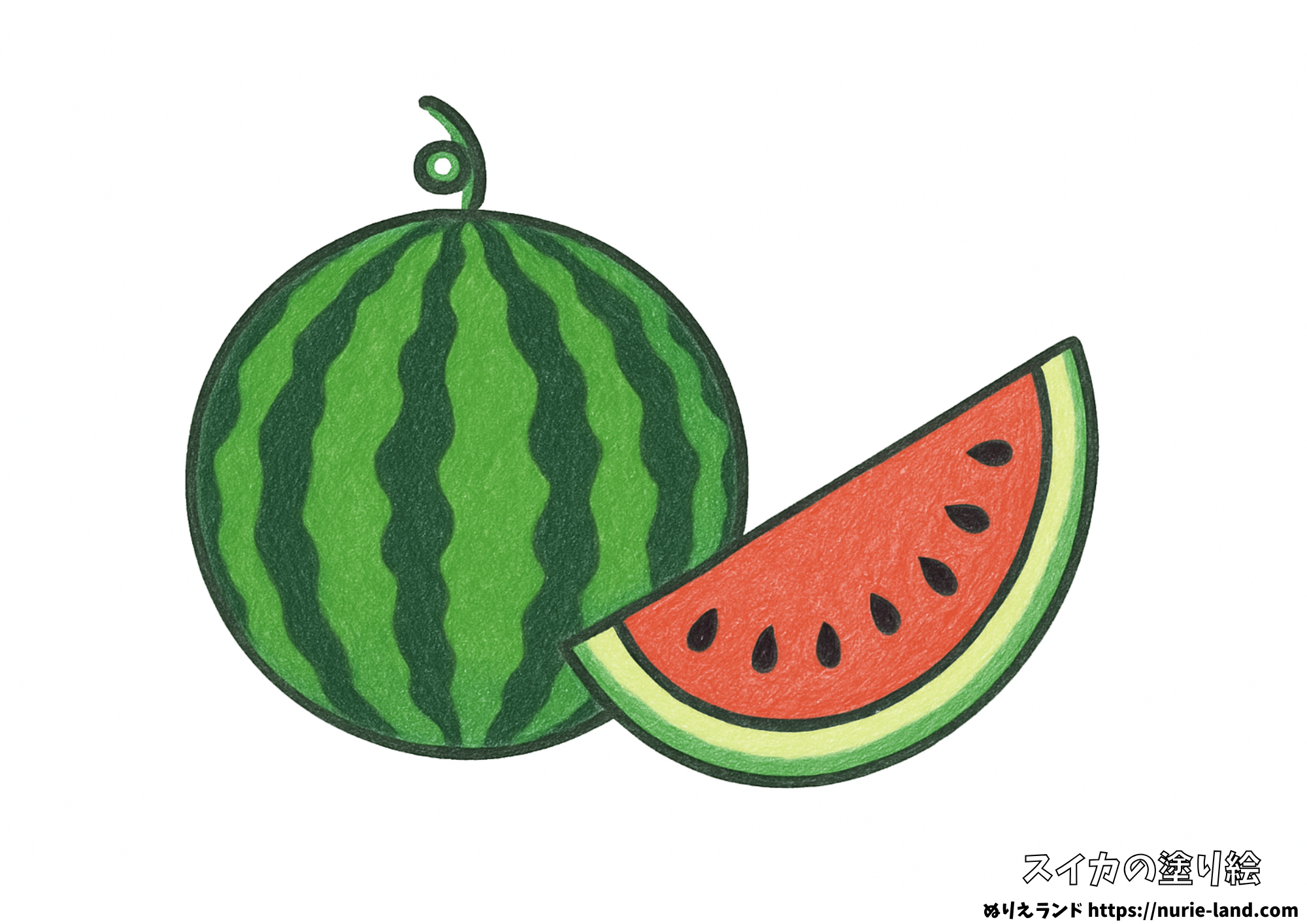 スイカの塗り絵｜夏の定番果物を楽しく彩ろう｜高齢者向け見本付き無料ダウンロード