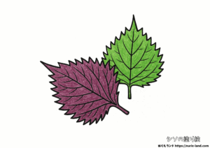 赤紫蘇と青紫蘇の塗り絵｜葉の形を丁寧に彩ろう｜高齢者向け見本付き無料ダウンロード