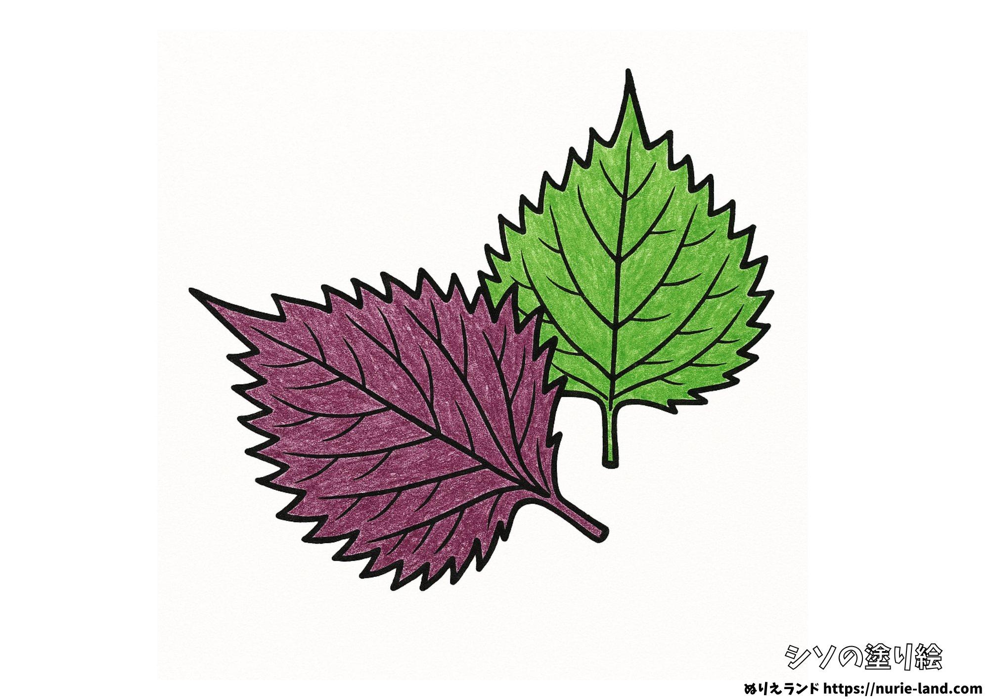 赤紫蘇と青紫蘇の塗り絵|葉の形を丁寧に彩ろう|高齢者向け見本付き無料ダウンロード