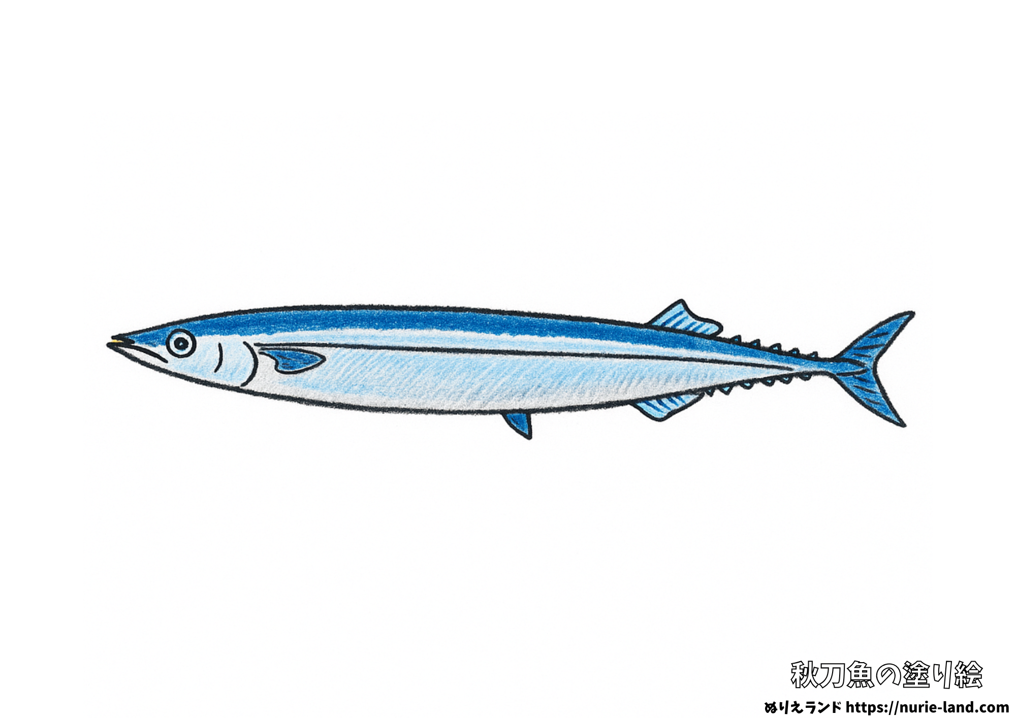 秋刀魚の塗り絵｜秋の味覚を丁寧に塗ろう｜高齢者向け見本付き無料ダウンロード
