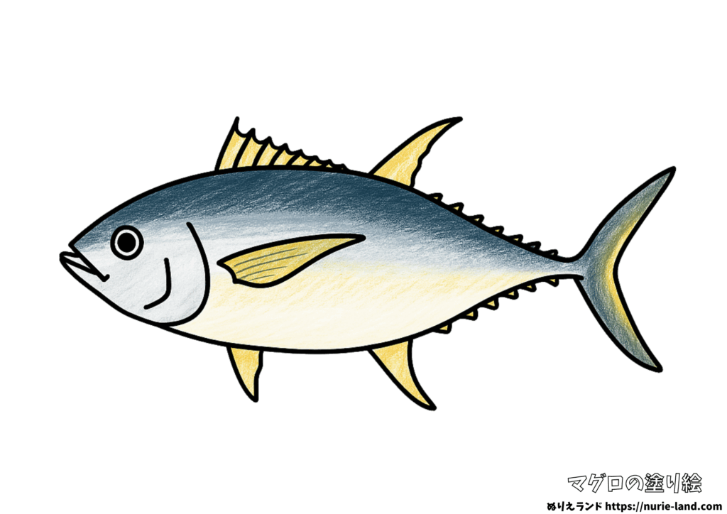 マグロの塗り絵｜リアルな見本付きで楽しく彩ろう｜高齢者向け無料ダウンロード