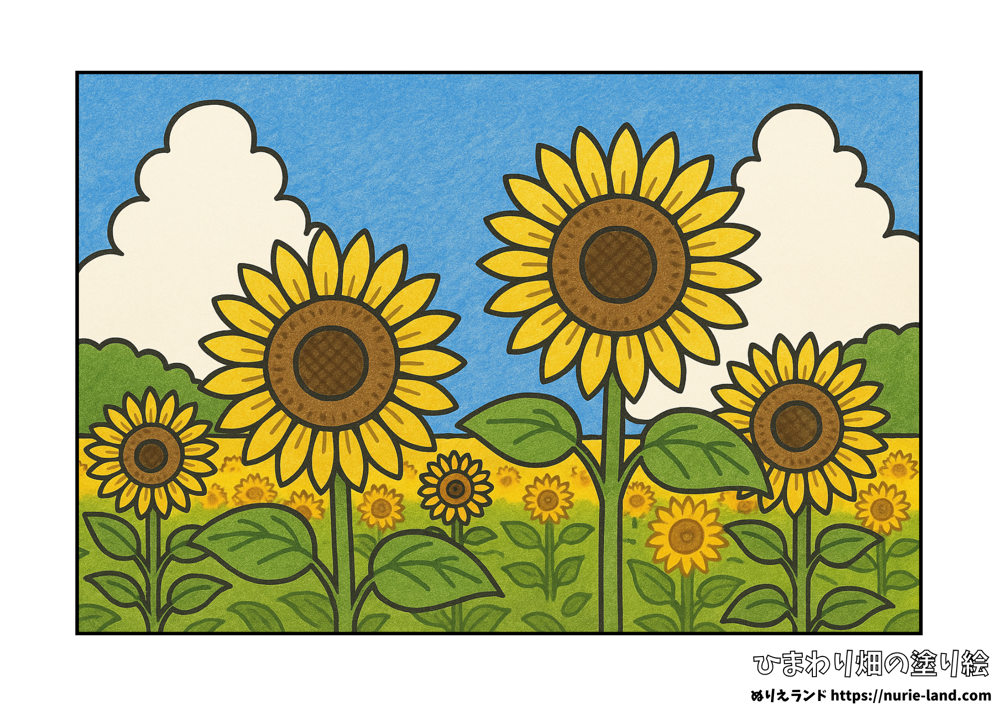 8月の塗り絵｜ひまわり畑と青空の夏風景｜高齢者向け・見本付き無料ダウンロード