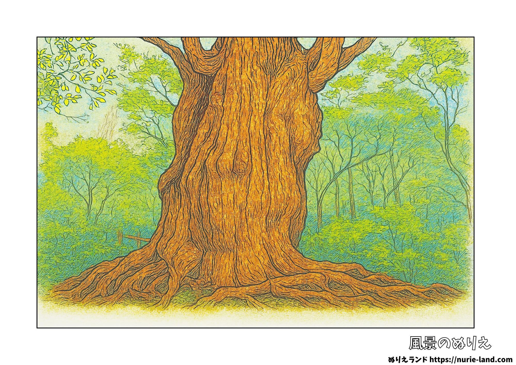 屋久杉の塗り絵|夏の森で神秘の巨木を彩る|高齢者向け無料ダウンロード