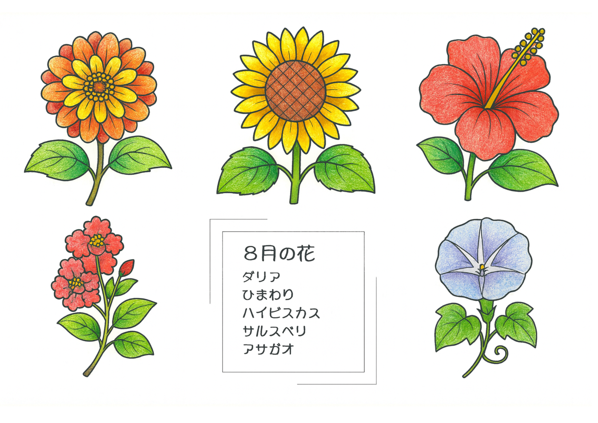 8月の花のぬりえ｜ダリア・ひまわり・ハイビスカス・サルスベリ・アサガオを色鉛筆風に彩色｜高齢者向け無料ダウンロード素材