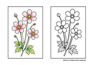 秋の花シュウメイギクの塗り絵素材｜9月の季節を彩る｜高齢者向け無料ダウンロード