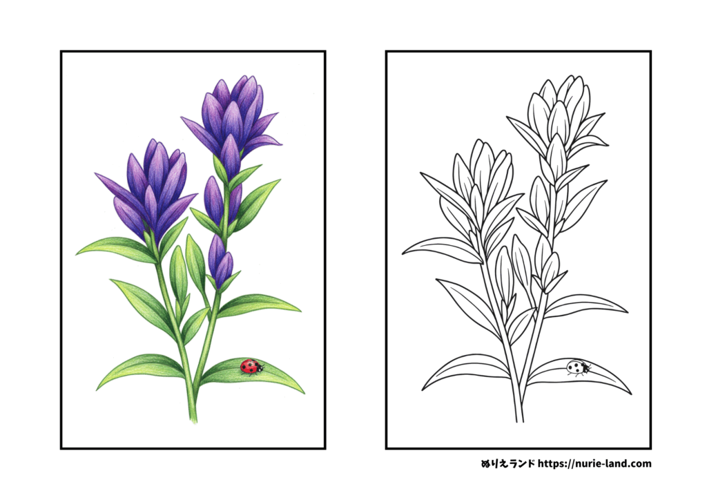 9月の塗り絵｜リンドウの花／高齢者向け／繊細な線画で塗りごたえあり｜無料ダウンロード素材
