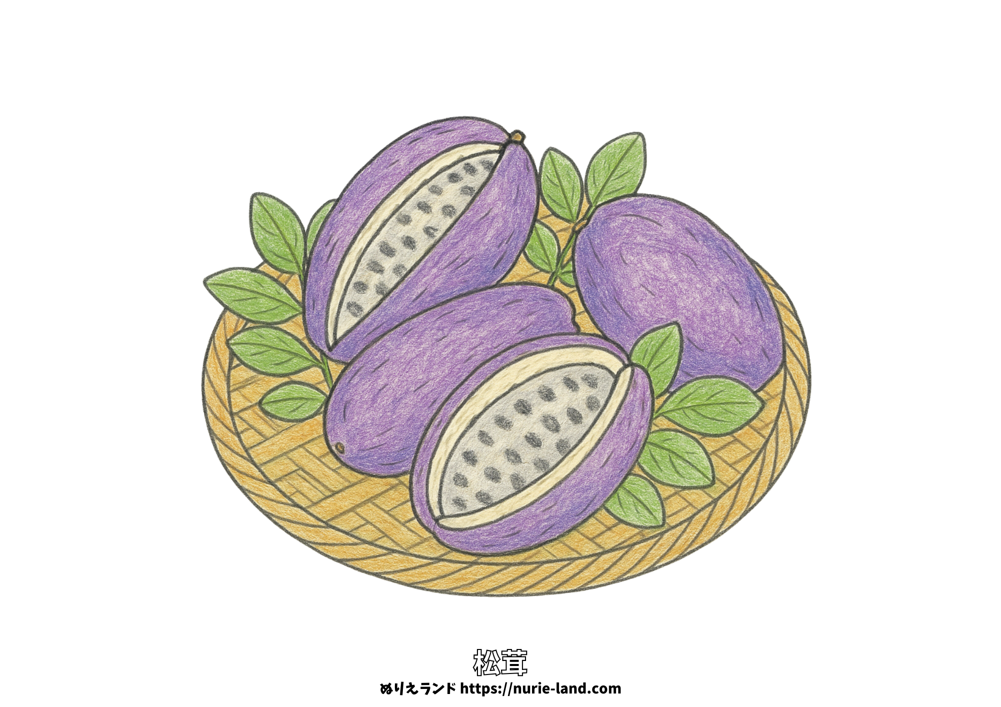 アケビの塗り絵｜秋の味覚をかご盛りで描いた高齢者向け無料ダウンロード素材｜シンプルで塗りやすいデザイン