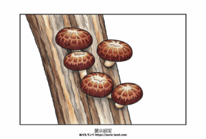 しいたけの塗り絵｜秋の味覚を楽しめる高齢者向け無料ダウンロード素材。太めの黒線で塗りやすく、見本付きでちぎり絵の下絵にも最適